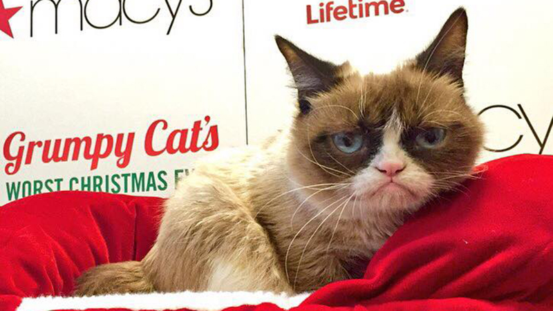 Illustration for article titled I Met Grumpy Cat and It Was Fucking Abysmal